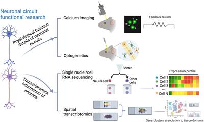 Recent advances in understanding neuronal diversity and neural circuit complexity across different brain regions using single-cell sequencing